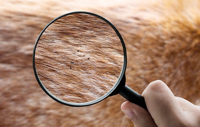 Flohbefall beim Hund erkennen und bekämpfen