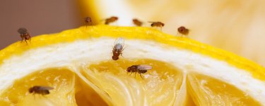 Fruchtfliegen loswerden mit SUNBUGS