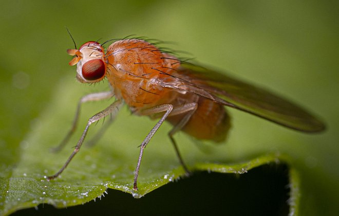 Fruchtfliege in Nahaufnahme
