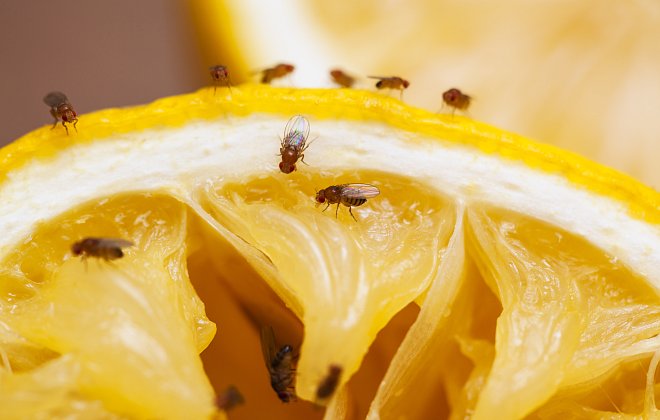 Fruchtfliegen auf Orange