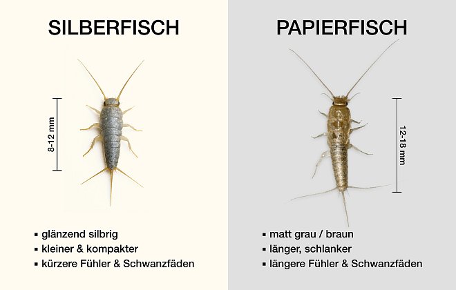 Unterschied von Silberfisch &amp; Papierfisch