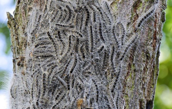 Starker Befall durch Eichenprozessionsspinner im Garten