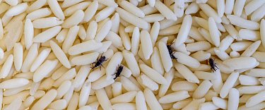 Professionelle Bekämpfung von Material- und Vorratsschädlingen durch SUNBUGS