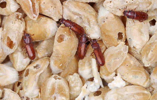Käferbefall in Vorräten
