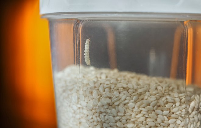 Larve in Vorratsdose