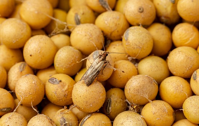 Schädlingsbefall auf Vorräten