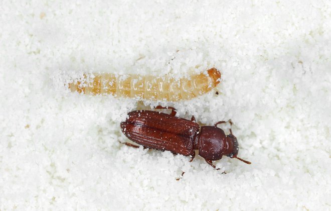 Vorratsschädlinge in Nahaufnahme