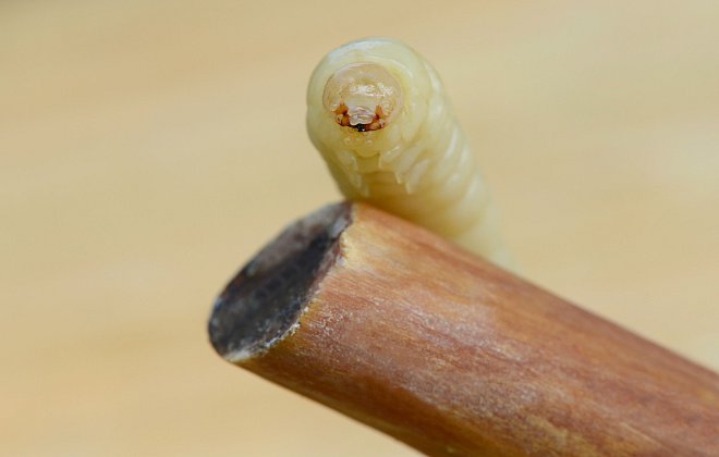 Holzwurm in Nahaufnahme